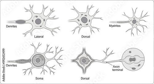 Diverse Neuron Types: Dendrites, Soma, Axon Terminal, Myelin Sheath