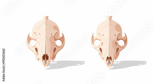 Two stylized skeletal remains of a creature with prominent eye sockets