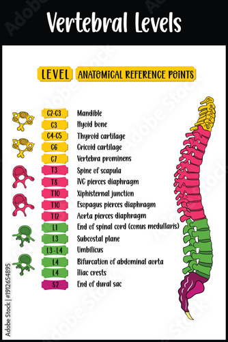 Spinal cord vertebral levels diagram 