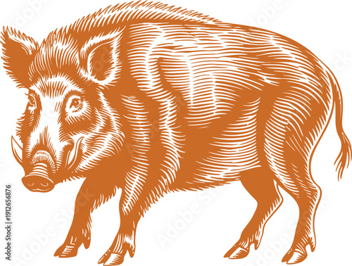 Orange line art illustration of wild boar in vintage woodcut engraving style for design