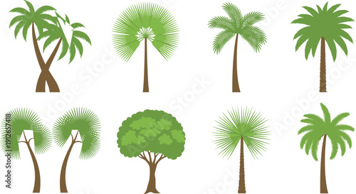 Tropical palm tree illustration set featuring exotic island plants, fan palms and lush greenery isolated on white background for nature, travel and landscape design