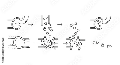 Cellular Vesicle Transport and Exocytosis Process Diagram