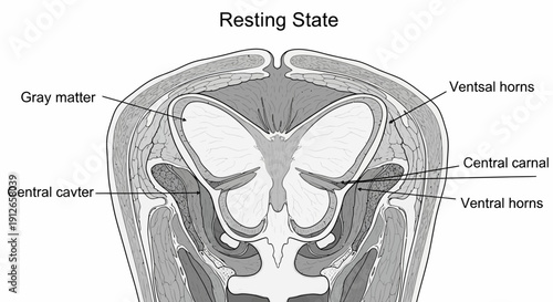 Brain Anatomy Diagram: Resting State Gray Matter and Ventral Horns