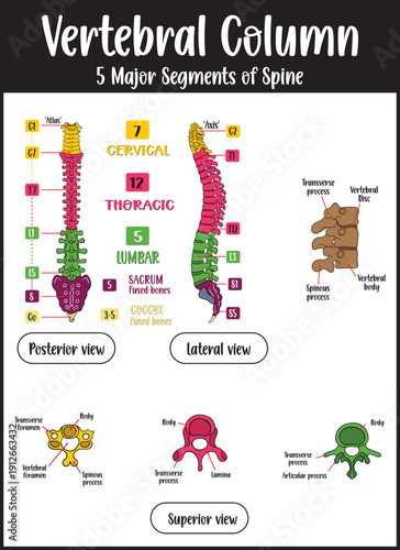 Spinal cord vertebral column Diagram 