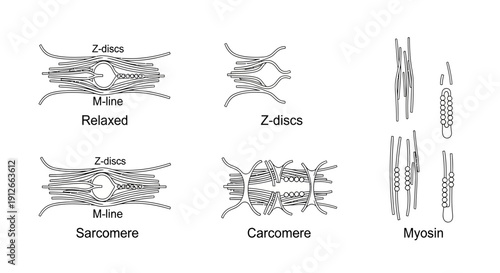 Muscle Sarcomere Structure and Contraction Diagram