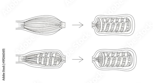 Muscle Fiber Structure and Contraction: Sarcomere and Actin-Myosin Interaction