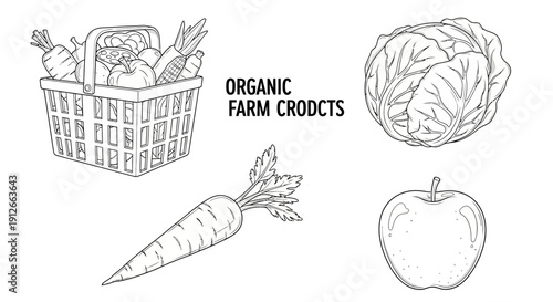 Organic Farm Products: Basket of Fresh Vegetables, Cabbage, Carrot, and Apple Sketch