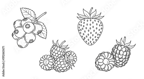Outline Drawing of Assorted Berries: Strawberries, Blueberries, and Raspberries