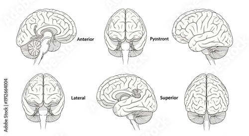 Human Brain Anatomy Views: Sagittal, Anterior, Posterior, Lateral, Superior