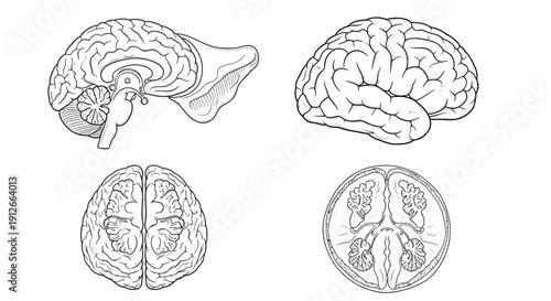 Human Brain Anatomy Diagram: Sagittal, Lateral, Superior, and Transverse Views