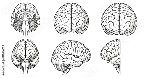 Human Brain Anatomy Views: Top, Side, Front, Back, and Cross-Sectional