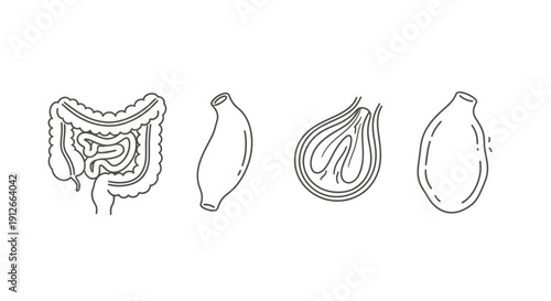 Human Digestive System Organs Line Art Icons Set: Intestine, Stomach, Gallbladder, Appendix
