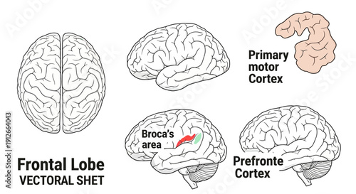 Human Brain Frontal Lobe Anatomy: Broca's Area, Motor Cortex, Prefrontal Cortex