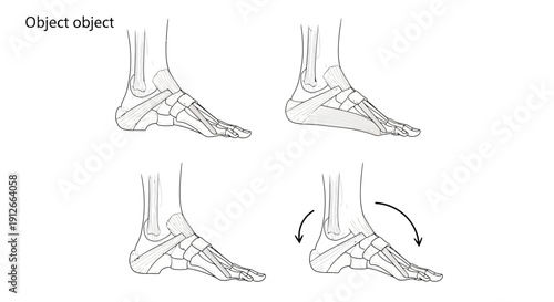 Human Foot Anatomy and Movement: Bones, Tendons, and Arches