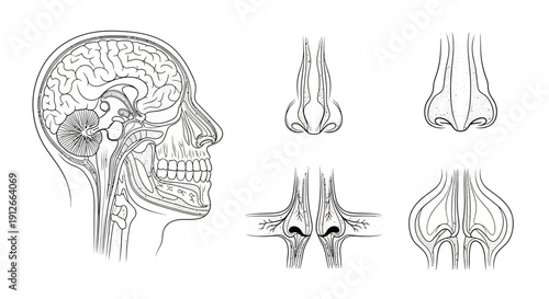 Human Head Anatomy and Nasal Cavity Illustration