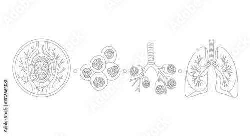 Human Lung Anatomy: Alveoli, Bronchioles, and Trachea Diagram