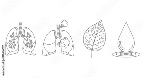 Human Lungs, Leaf, and Water Drop Icons: Health, Nature, and Purity Concept