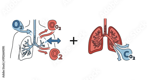 Human lungs diagram showing oxygen intake and carbon dioxide expulsion, medical illustration
