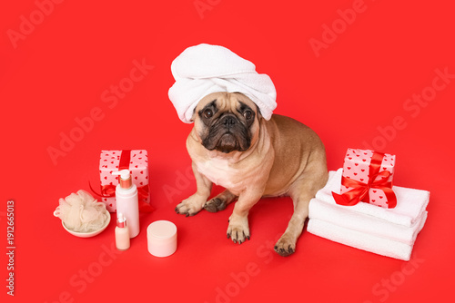Cute French bulldog in towe...