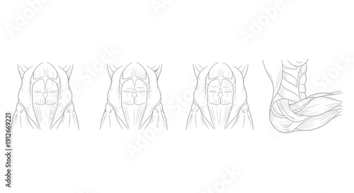 Detailed anatomical illustration of the human abdomen muscles, front and side views