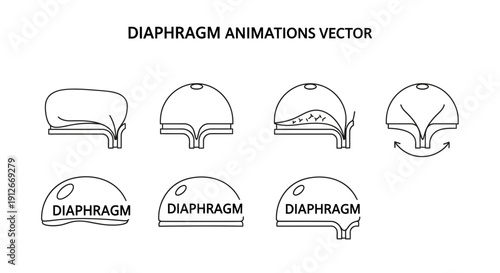 Diaphragm Animation Vector Set: Inhalation, Exhalation, Muscle Movement