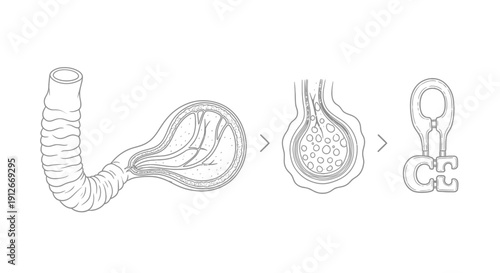 Digestive System Anatomy: Intestine, Villus, and Absorption Process