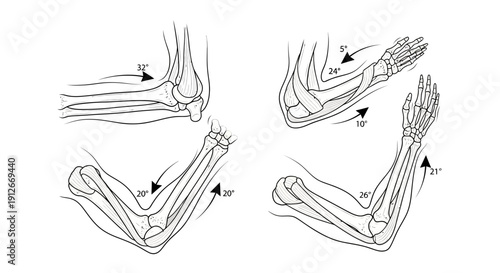 Elbow Joint Anatomy and Movement: Flexion, Extension, Supination, Pronation