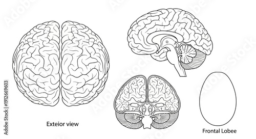 Human Brain Anatomy Diagram: Top, Side, and Frontal Lobe Views
