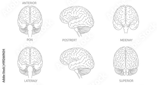 Human Brain Anatomy Views: Anterior, Posterior, Lateral, Superior, Pon