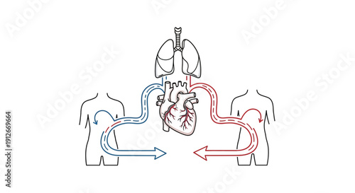 Human circulatory system diagram: heart, lungs, and body blood flow illustration
