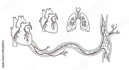 Human circulatory and respiratory system illustration: Heart, lungs, and blood vessel.