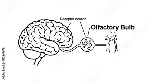 Human Brain Olfactory Bulb and Receptor Neuron Diagram for Smell and Sensation
