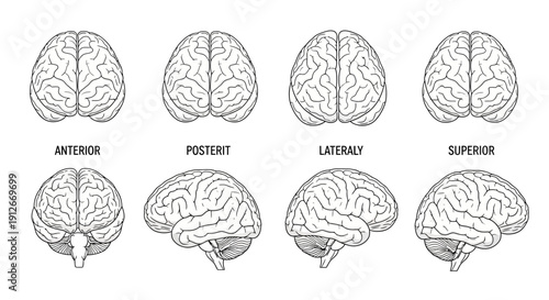 Human Brain Anatomy Views: Anterior, Posterior, Lateral, Superior - Medical Illustration