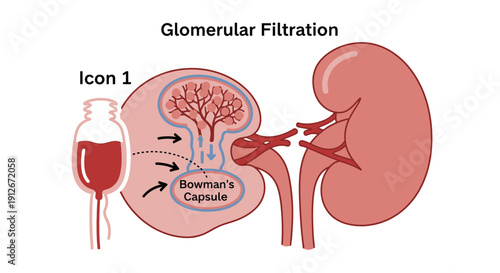 Glomerular Filtration: Kidney Anatomy and Blood Filtering Process
