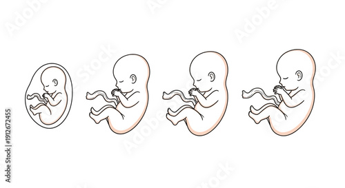 Fetal Development Stages: Embryo to Fetus Growth in Womb, Medical Illustration
