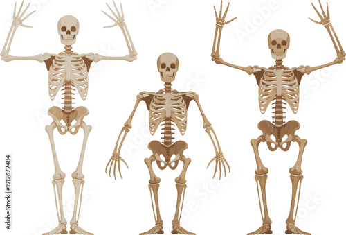 Vector illustration of human skeletons, anatomical bone structure artwork, educational medical design, skeletal system posture variations, anatomy study graphic illustration