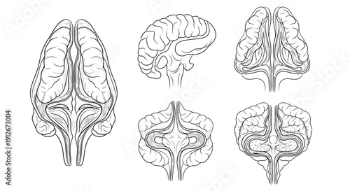 Brain Anatomy Diagrams: Top, Side, and Cross-Sectional Views of Cerebrum and Cerebellum