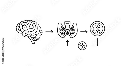 Brain, Thyroid Gland, and Cells: Endocrine System and Hormonal Regulation Concept