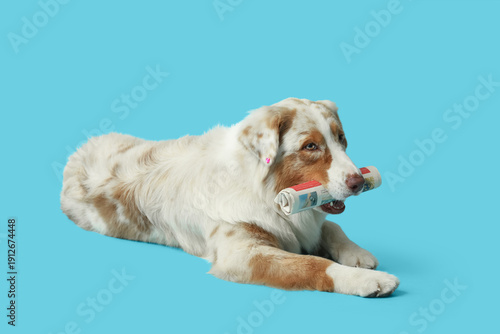 Cute Australian Shepherd do...