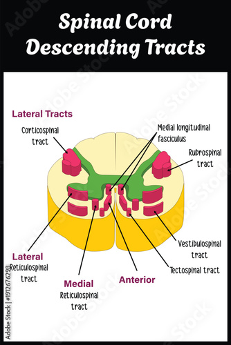 Spinal cord Descending tracts diagram 