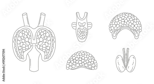 Anatomical Illustrations of Endocrine Glands: Pituitary, Thyroid, Parathyroid, Thymus