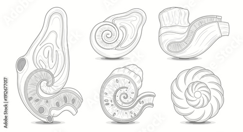 Anatomy of the Cochlea: Detailed Cross-Sections and External Views of Inner Ear Structures