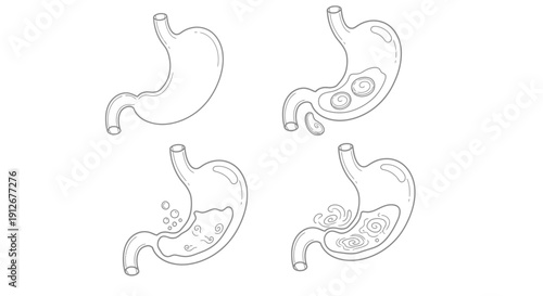 Stomach Digestion Process Stages: Empty, Food Intake, Churning, Absorption