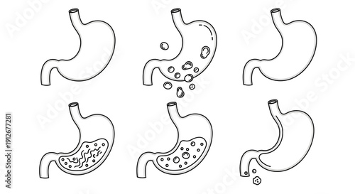 Stomach Digestion Process Stages: Healthy, Acidic, Gas, and Bloating