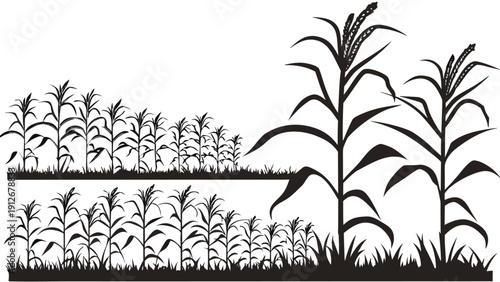 A field of corn stalks and plants depicted in a stark black and white silhouette