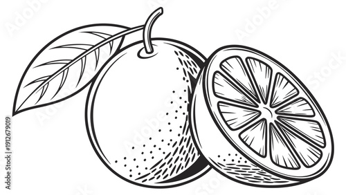 Detailed illustration of a whole and halved citrus fruit with a leafy stem silhouette high quality