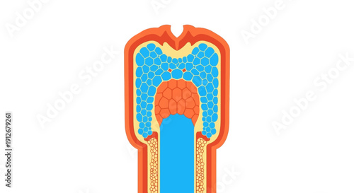 Abstract Biological Structure Cross-Section Illustration Showing Cellular Organization, Tissue Layers, and Internal Vessel/Duct