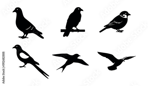 Bird species silhouette set