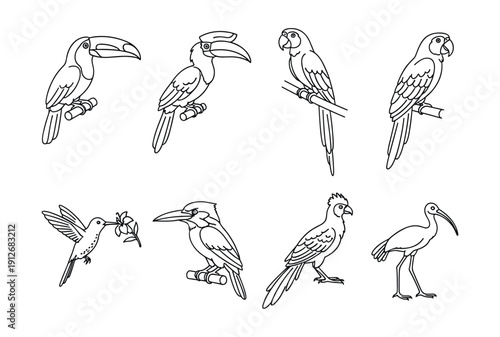 Bird species line drawings collection