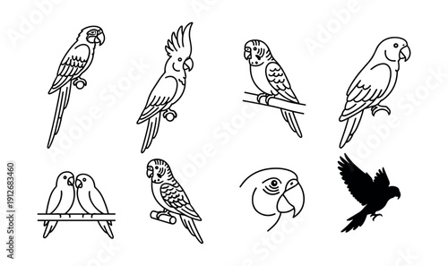 Parrot species line drawings set